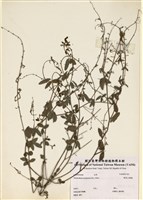 藏品(蝦尾山螞蝗)的圖片